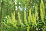 Schietwilg (Salix alba)