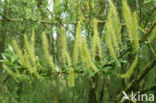 Schietwilg (Salix alba)