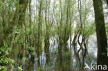 White Willow (Salix alba)