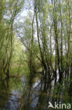 Schietwilg (Salix alba)