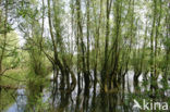 White Willow (Salix alba)