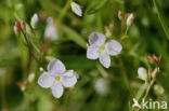 Schildereprijs (Veronica scutellata)