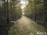 Schoorlse Duinen