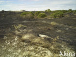 Schoorlse Duinen