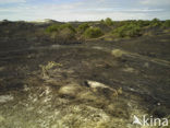 Schoorlse Duinen