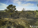 Schoorlse Duinen