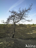 Schoorlse Duinen