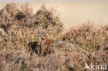 Schots Sneeuwhoen (Lagopus lagopus scoticus)