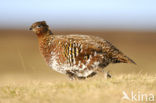 Schots Sneeuwhoen (Lagopus lagopus scoticus)