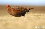 Schots Sneeuwhoen (Lagopus lagopus scoticus)