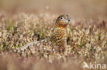 Schots Sneeuwhoen (Lagopus lagopus scoticus)