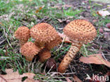 Schubbige bundelzwam (Pholiota squarrosa)