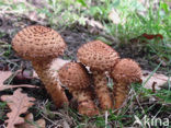 Schubbige bundelzwam (Pholiota squarrosa)