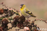 Eurasian Siskin (Carduelis spinus)