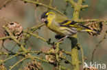 Eurasian Siskin (Carduelis spinus)