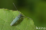 Slangenkruidboktor (Phytoecia coerulescens)