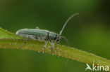 Paterson’s curse stem beetle (Phytoecia coerulescens)