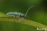 Slangenkruidboktor (Phytoecia coerulescens)