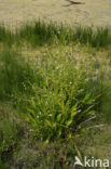 Narrow-leaved Waterplantain (Alisma lanceolatum)