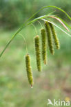 Snavelzegge (Carex rostrata)
