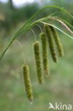Snavelzegge (Carex rostrata)