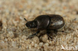 Snuitkever (Onthophagus similis)