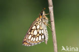 Spiegeldikkopje (Heteropterus morpheus) 