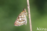 Spiegeldikkopje (Heteropterus morpheus) 