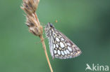 Spiegeldikkopje (Heteropterus morpheus) 