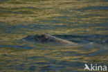 Steller’s Sea lion (Eumetopias jubatus) 