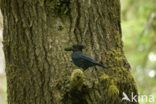 Stellers Gaai (Cyanocitta stelleri)