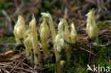 Yellow Bird’s Nest (Monotropa hypopitys)