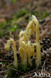 Yellow Bird’s Nest (Monotropa hypopitys)