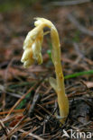 Yellow Bird’s Nest (Monotropa hypopitys)