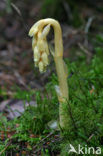 Yellow Bird’s Nest (Monotropa hypopitys)