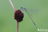 Tengere grasjuffer (Ischnura pumilio)