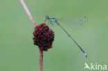 Tengere grasjuffer (Ischnura pumilio)