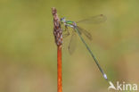 Tengere pantserjuffer (Lestes virens) 