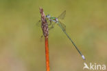 Tengere pantserjuffer (Lestes virens) 