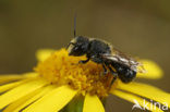 Daisy carpenter bee (Heriades truncorum)