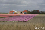 Tulip (Tulipa)