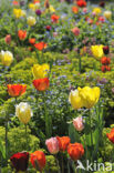 Tulp (Tulipa)