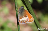 Tweekleurig hooibeestje (Coenonympha arcania) 