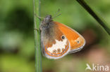 Tweekleurig hooibeestje (Coenonympha arcania) 