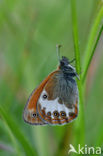 Tweekleurig hooibeestje (Coenonympha arcania) 