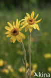 Arnica (Arnica montana)