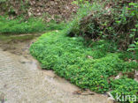 Alternate-leaved Golden Saxifrage (Chrysosplenium alternifolium)