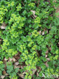 Alternate-leaved Golden Saxifrage (Chrysosplenium alternifolium)