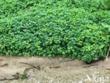 Alternate-leaved Golden Saxifrage (Chrysosplenium alternifolium)