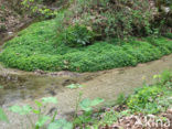 Alternate-leaved Golden Saxifrage (Chrysosplenium alternifolium)